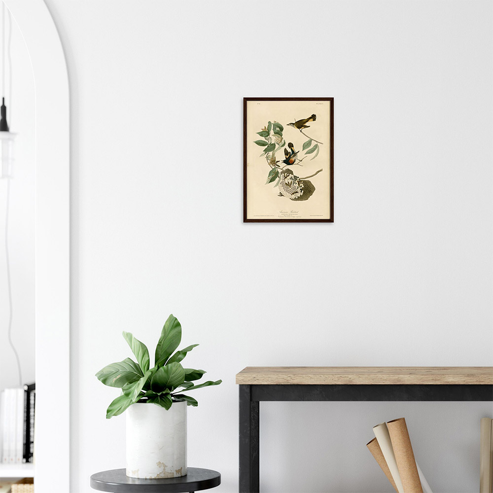 john-james-audubon-american-redstart-framed-art-dark-wood-2 John James Audubon - American Redstart - -framed-art-dark-wood-2
