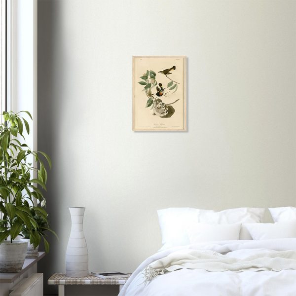John James Audubon - American Redstart - -framed-art-wood-0