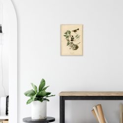 John James Audubon - American Redstart - -framed-art-wood-2