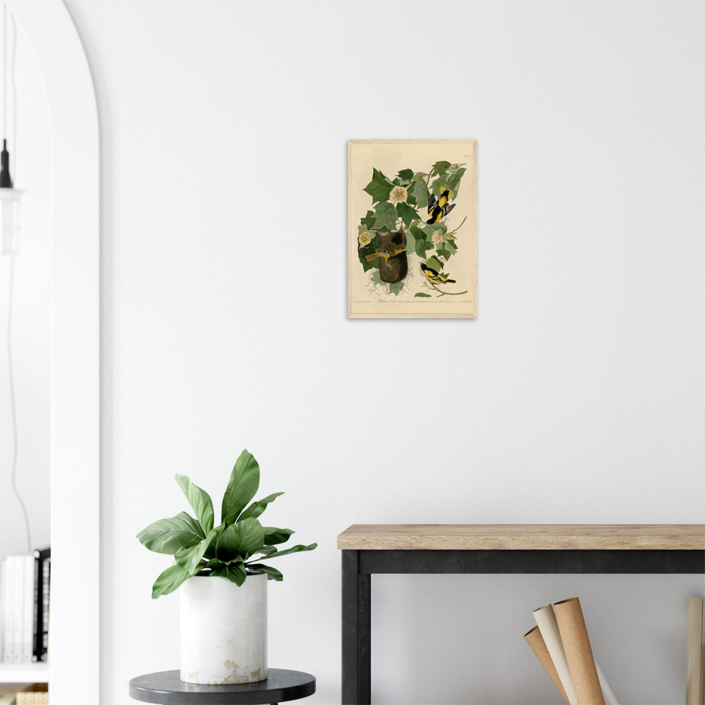 john-james-audubon-baltimore-oriole-framed-art-wood-2 John James Audubon - Baltimore Oriole - -framed-art-wood-2