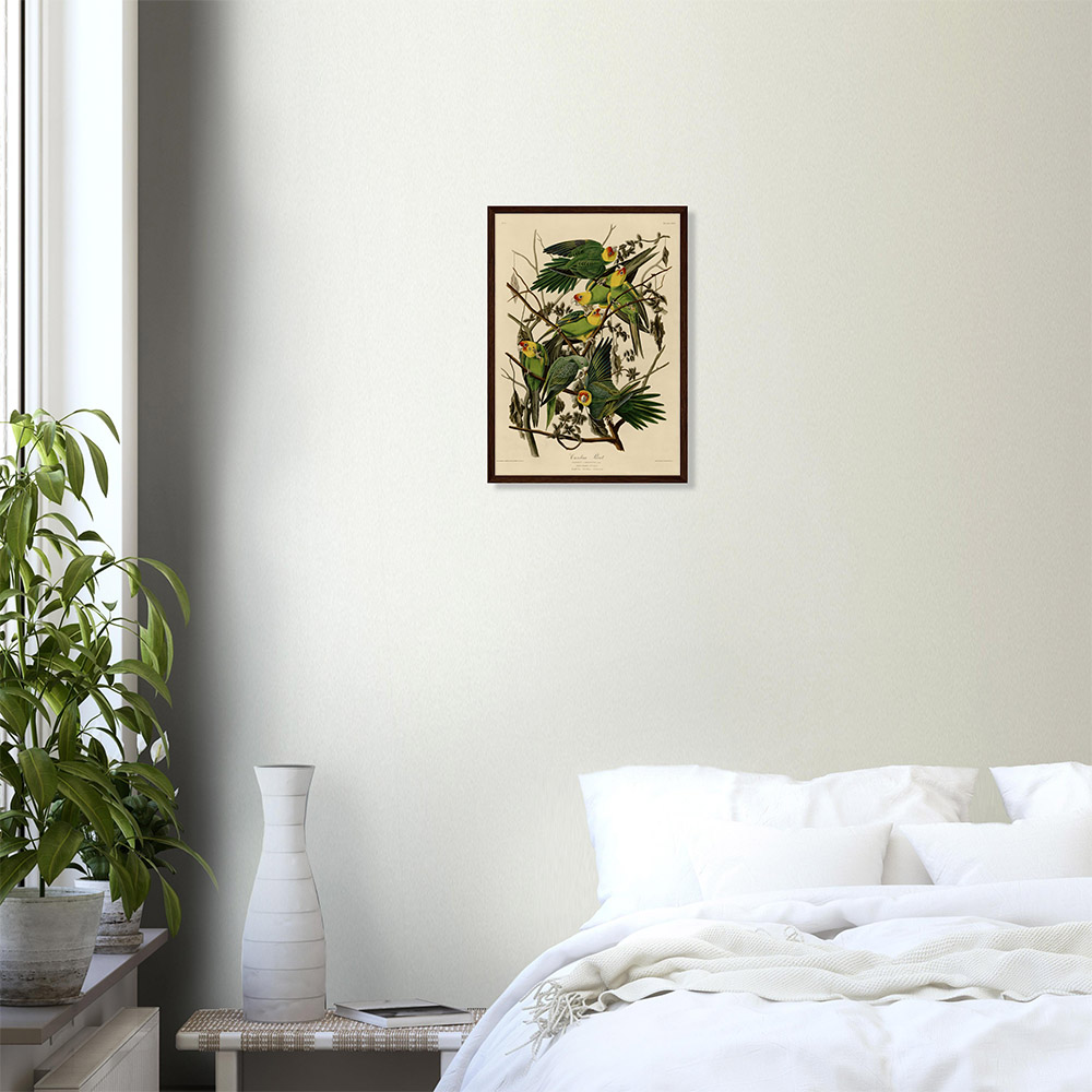 John James Audubon - Carolina Parrot - -framed-art-dark-wood-0