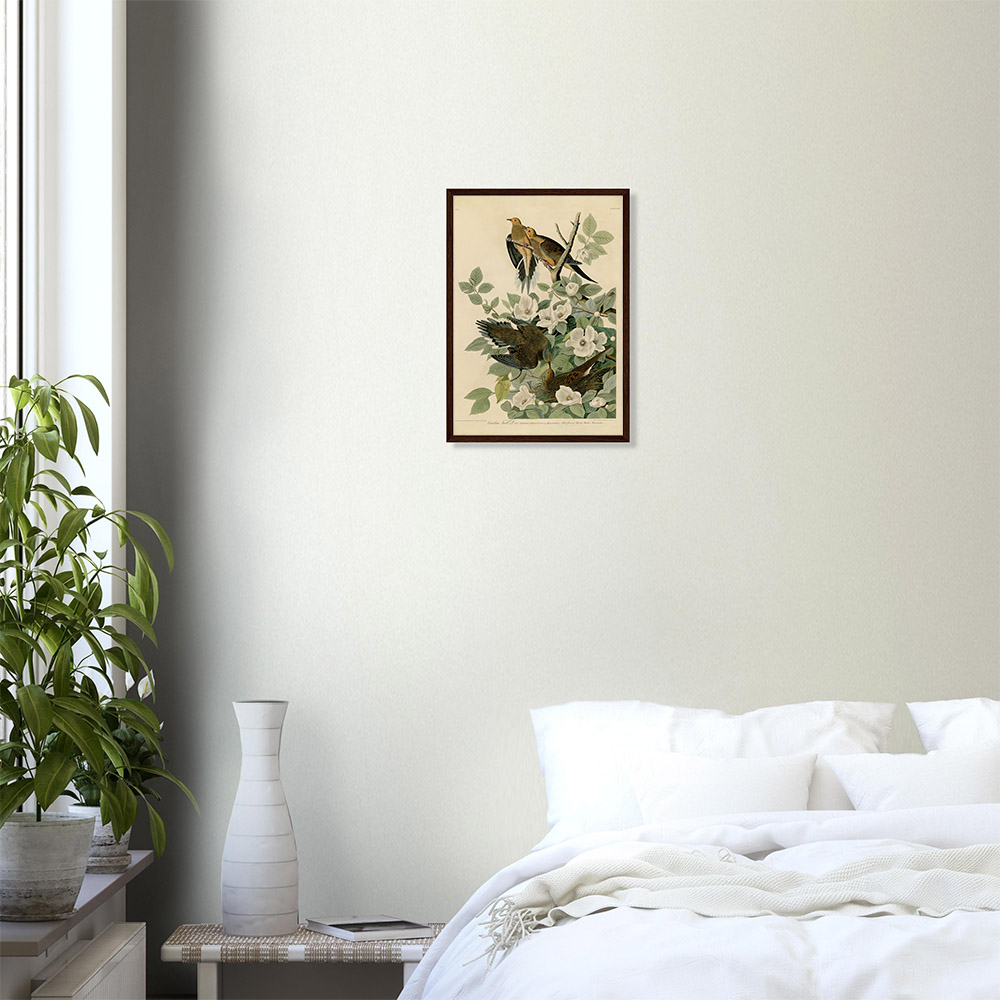 john-james-audubon-carolina-turtle-dove-framed-art-dark-wood-0 John James Audubon - Carolina Turtle Dove - -framed-art-dark-wood-0
