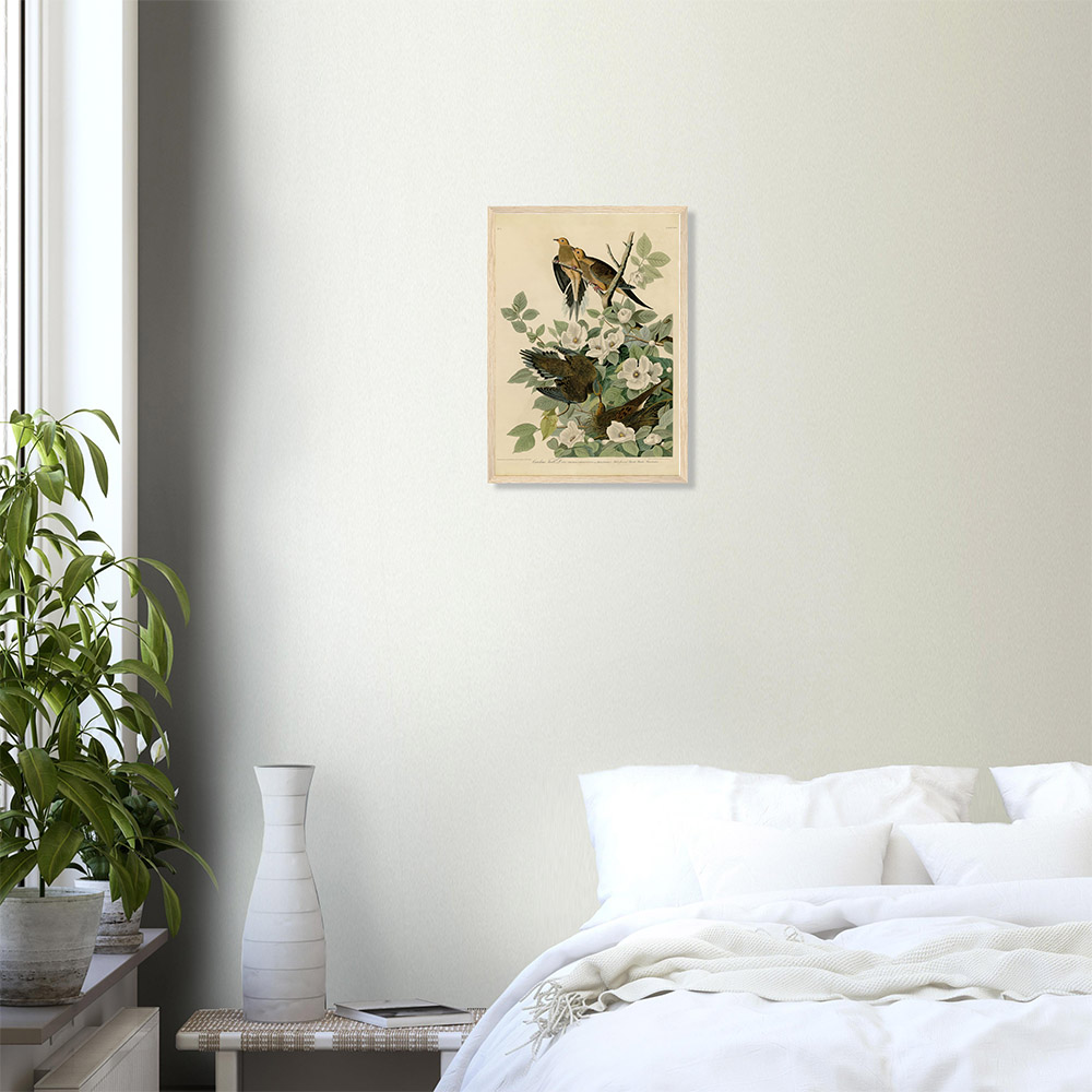 john-james-audubon-carolina-turtle-dove-framed-art-wood-0 John James Audubon - Carolina Turtle Dove - -framed-art-wood-0