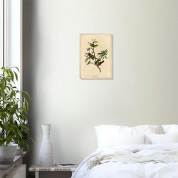 John James Audubon - Painted Finch - -framed-art-wood-0