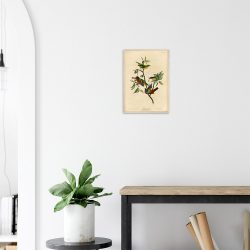 John James Audubon - Painted Finch - -framed-art-wood-2