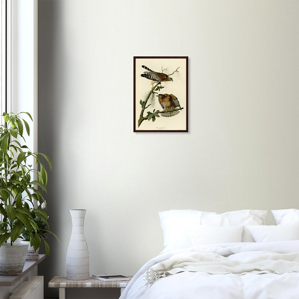 John James Audubon - Red-shouldered Hawk - -framed-art-dark-wood-0