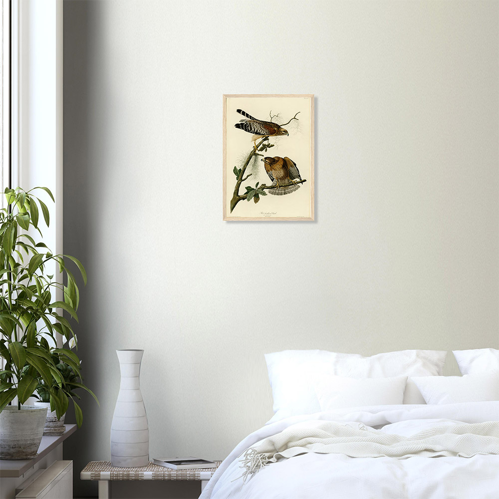 John James Audubon - Red-shouldered Hawk - -framed-art-wood-0