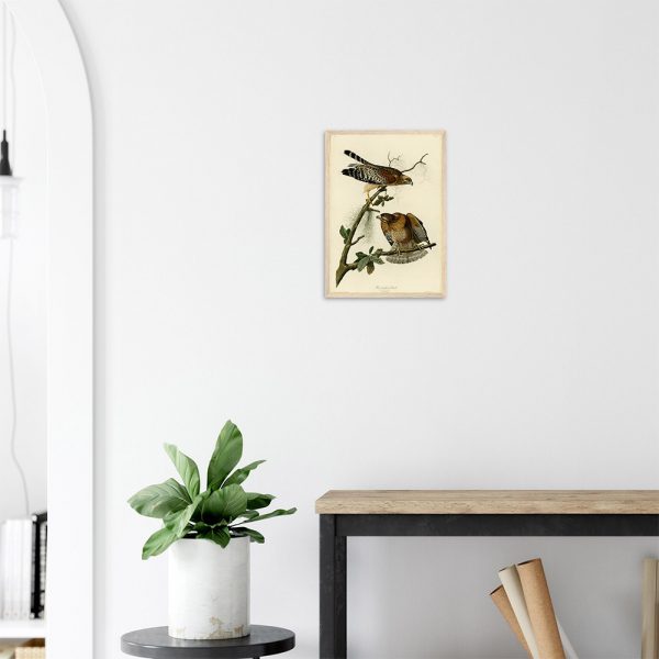 John James Audubon - Red-shouldered Hawk - -framed-art-wood-2