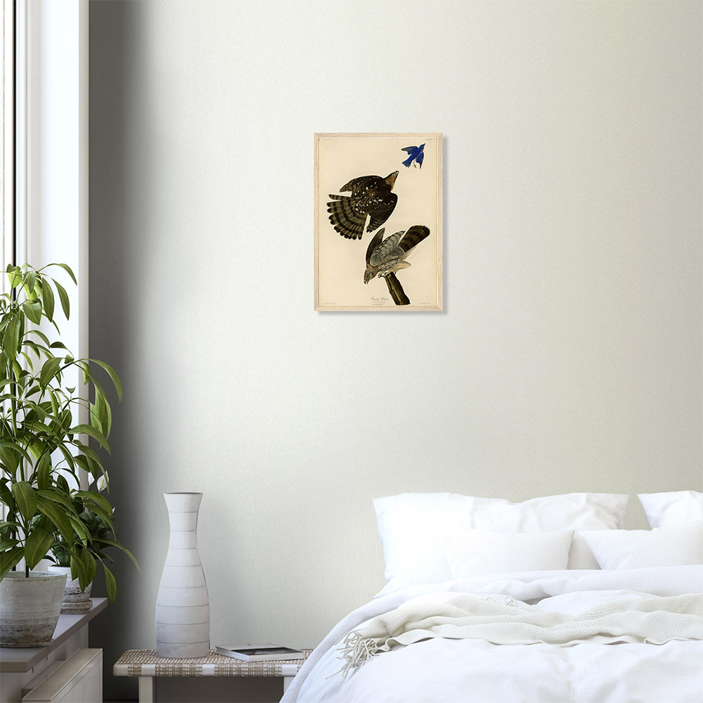 John James Audubon - Stanley Hawk - -framed-art-wood-0