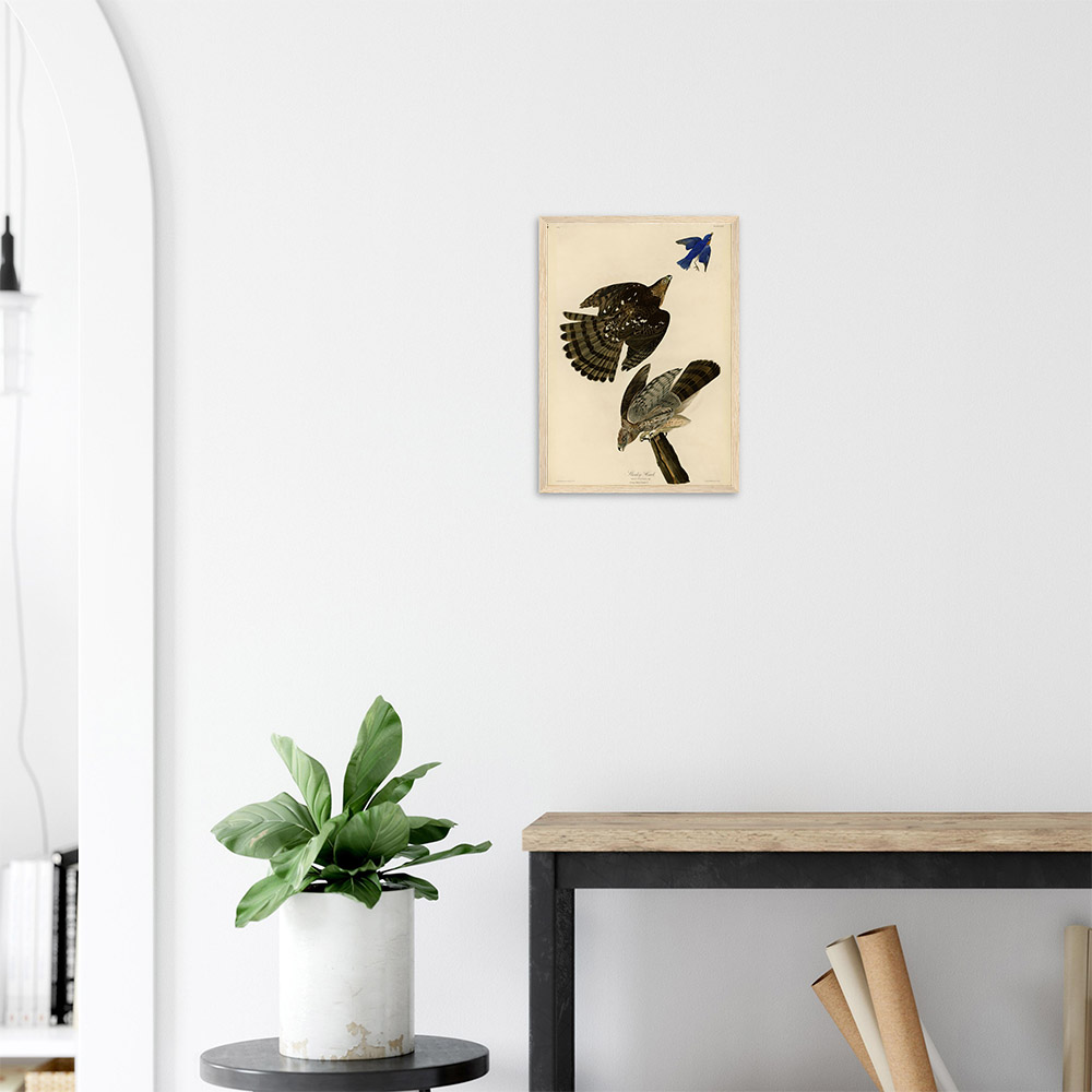 John James Audubon - Stanley Hawk - -framed-art-wood-2