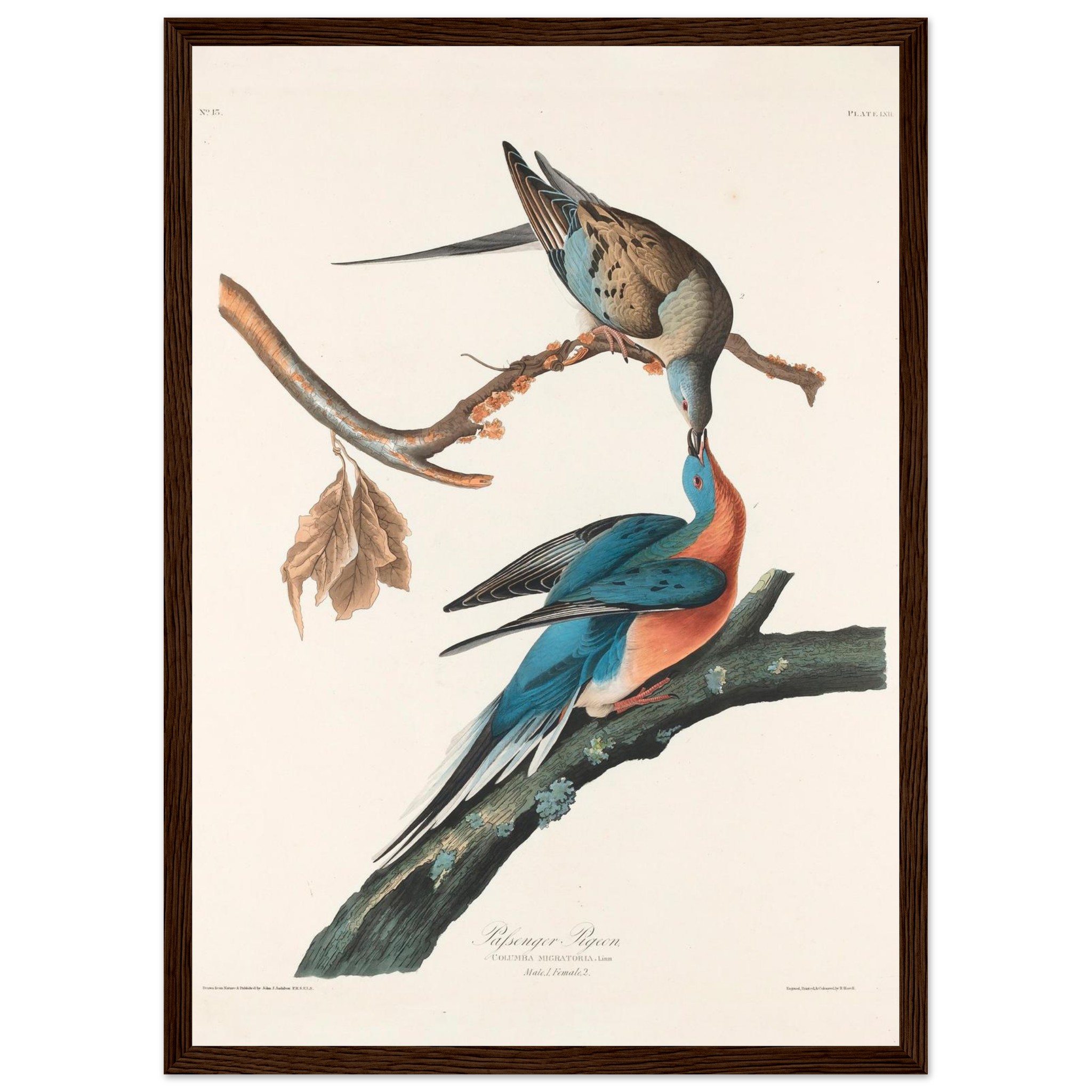 John James Audubon - Passenger Pigeon - Framed Poster - 0