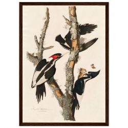 John James Audubon - Lincoln Finch - Framed Poster - 0