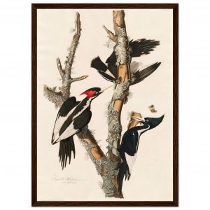 John James Audubon - Lincoln Finch - Framed Poster - 0