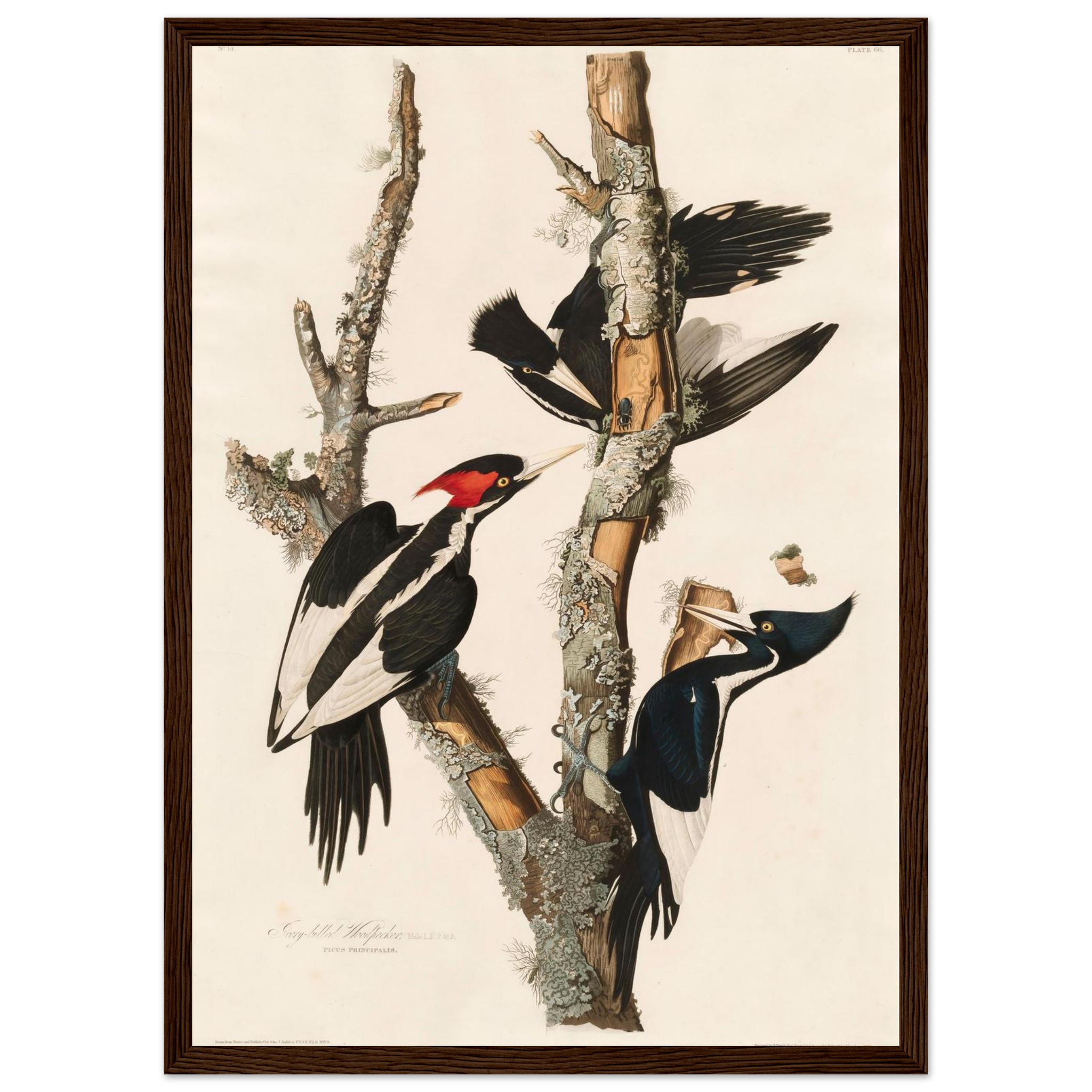 john-james-audubon-lincoln-finch-framed-poster-0 John James Audubon - Lincoln Finch - Framed Poster - 0