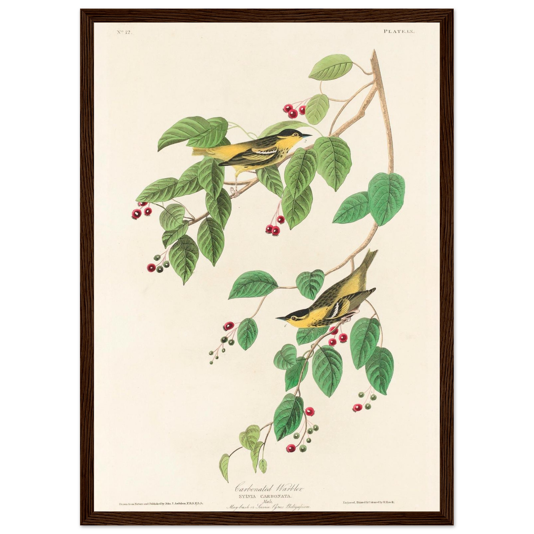 John James Audubon - Carbonated Warbler - Framed Poster - 0