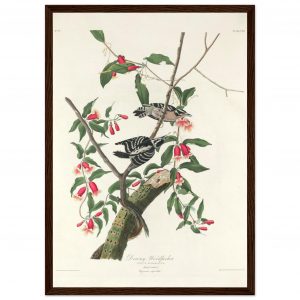 John James Audubon - Downy Woodpecker - Framed Poster - 0