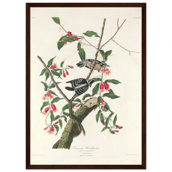 John James Audubon - Downy Woodpecker - Framed Poster - 0