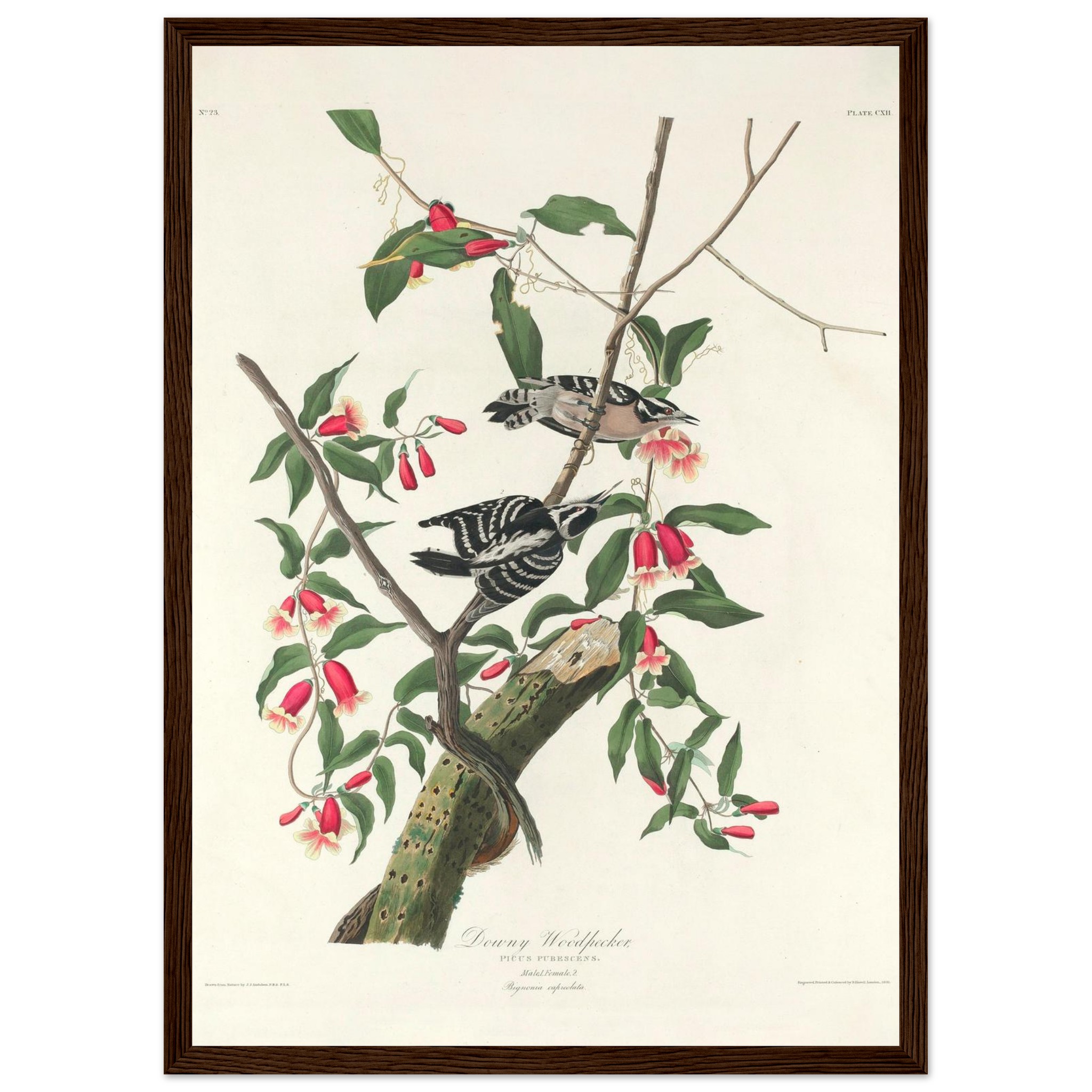 john-james-audubon-downy-woodpecker-framed-poster-0 John James Audubon - Downy Woodpecker - Framed Poster - 0