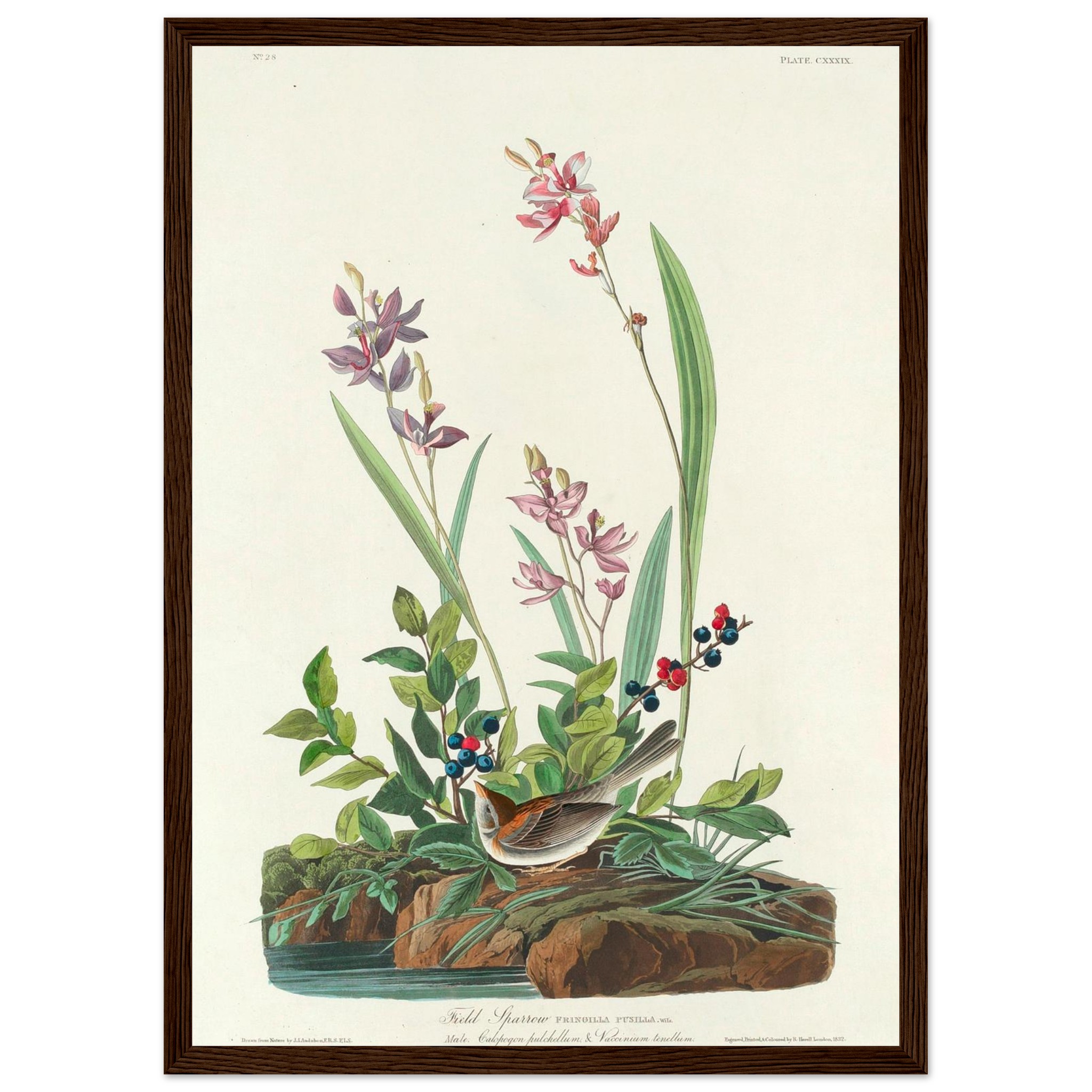 John James Audubon - Field Sparrow - Framed Poster - 0