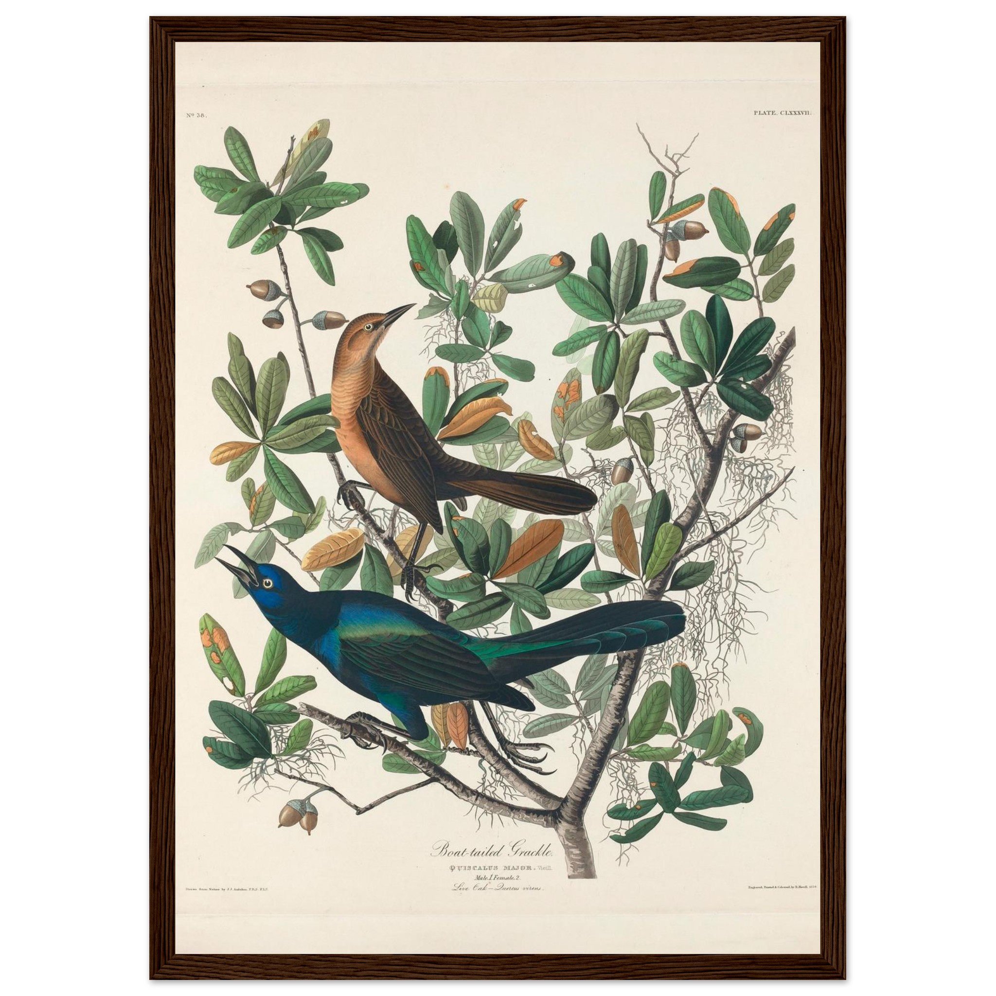 John James Audubon - Boat-tailed Grackle - Framed Poster - 0