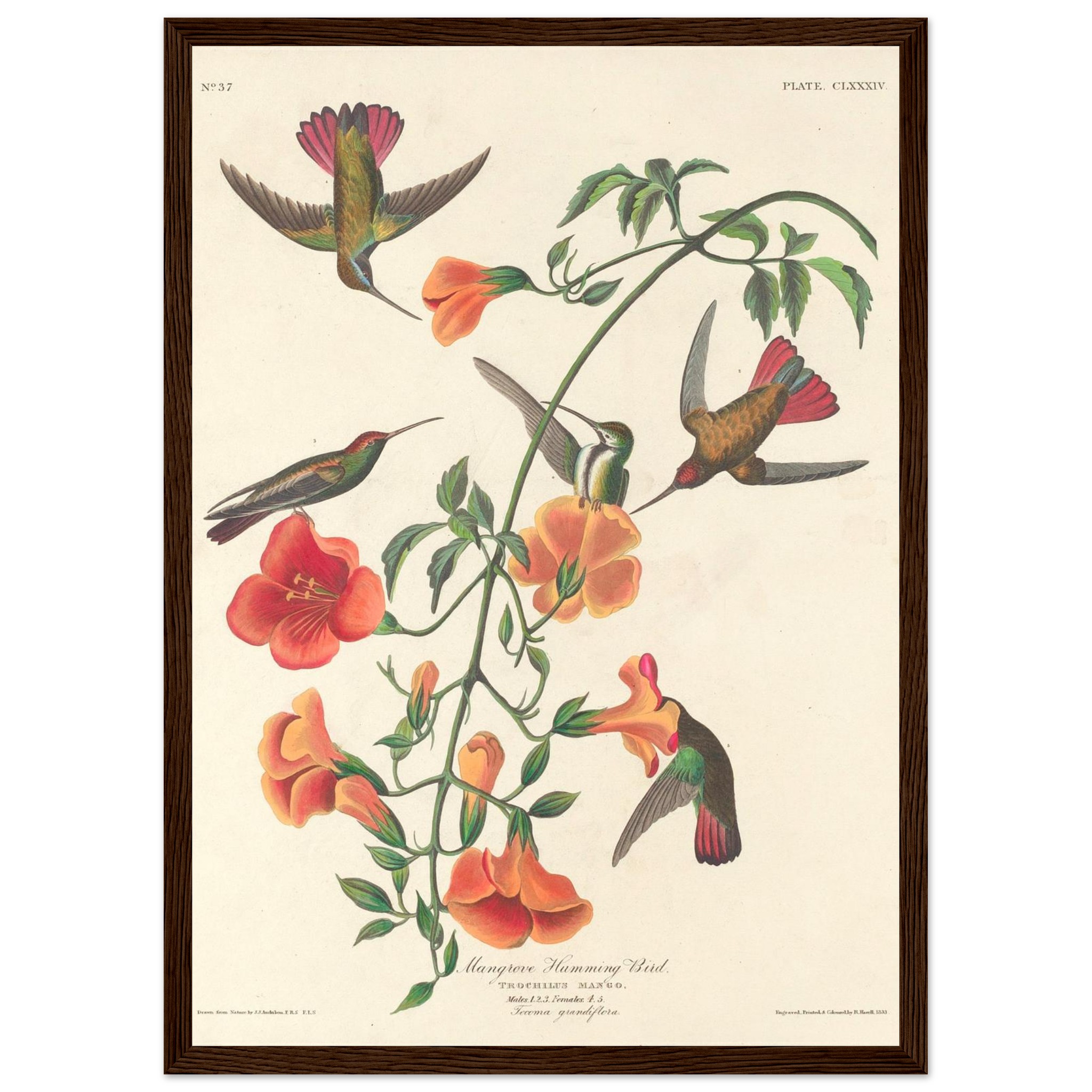 John James Audubon - Mangrove Humming Bird - Framed Poster - 0