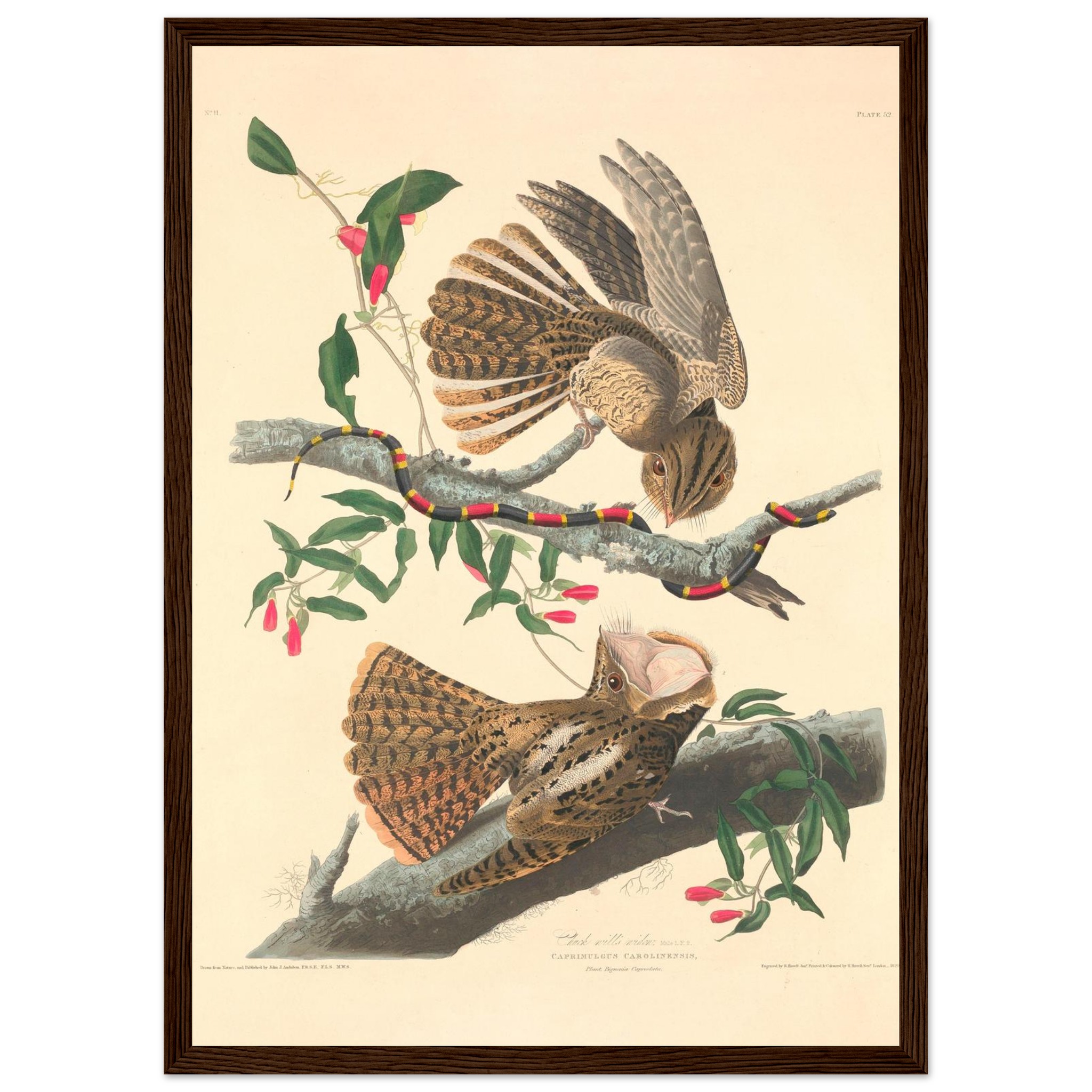 John James Audubon - Chuck Will's Widow - Framed Poster - 0