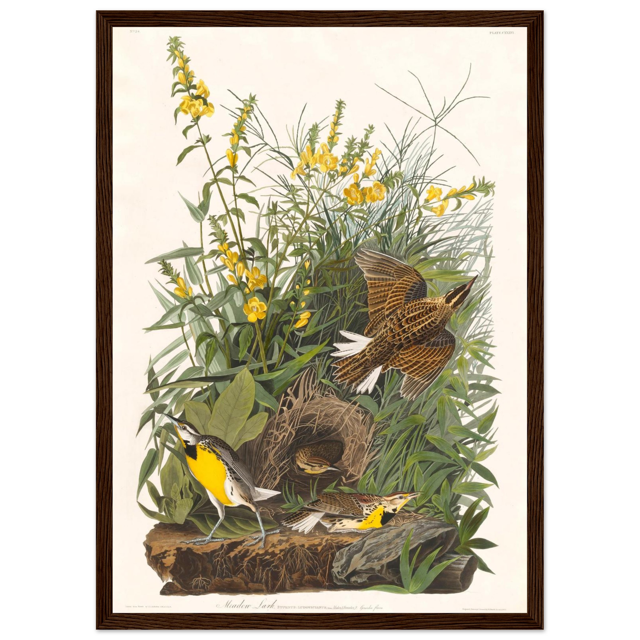John James Audubon - Meadow Lark - Framed Poster - 0