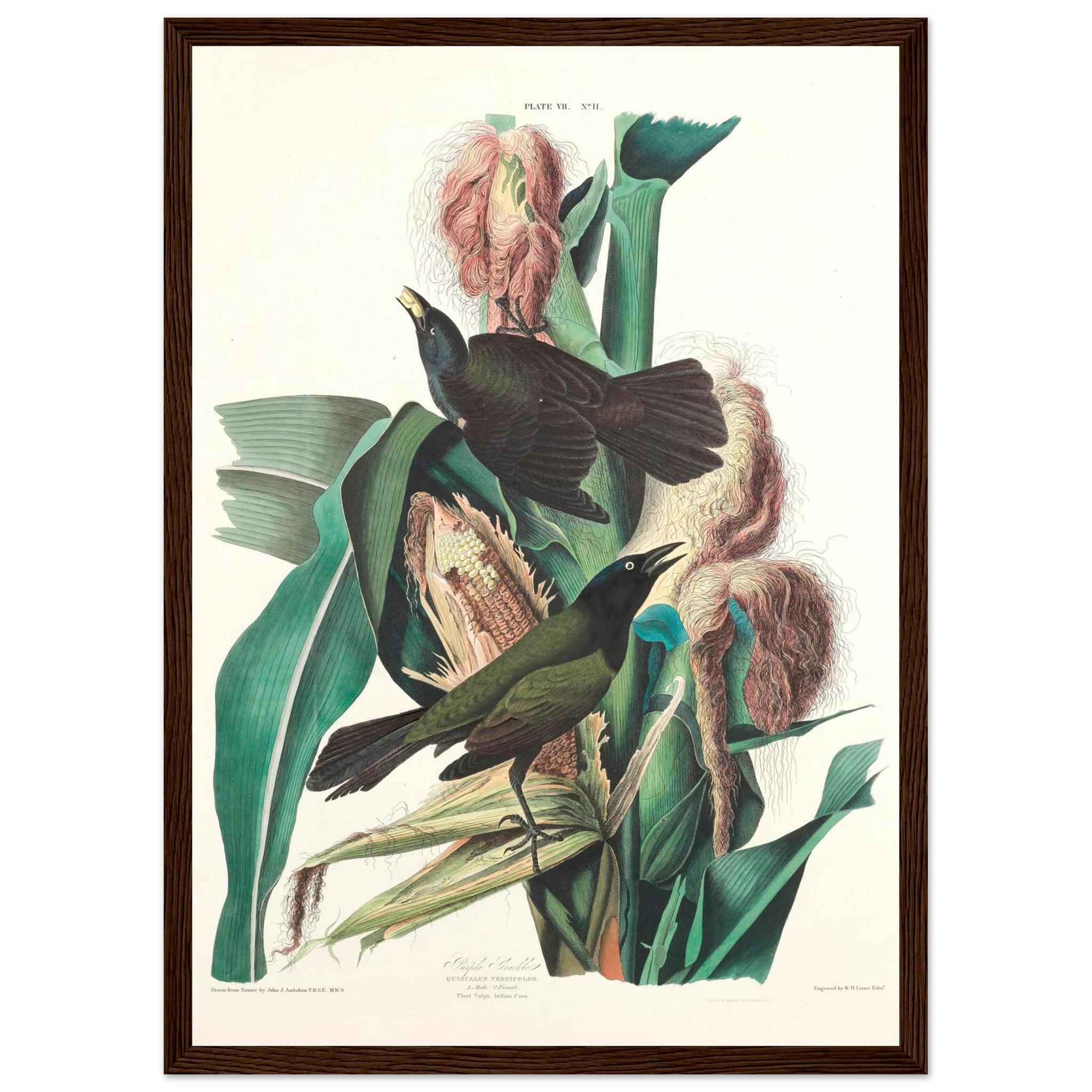 john-james-audubon-purple-grackle-framed-poster-0 John James Audubon - Purple Grackle - Framed Poster - 0
