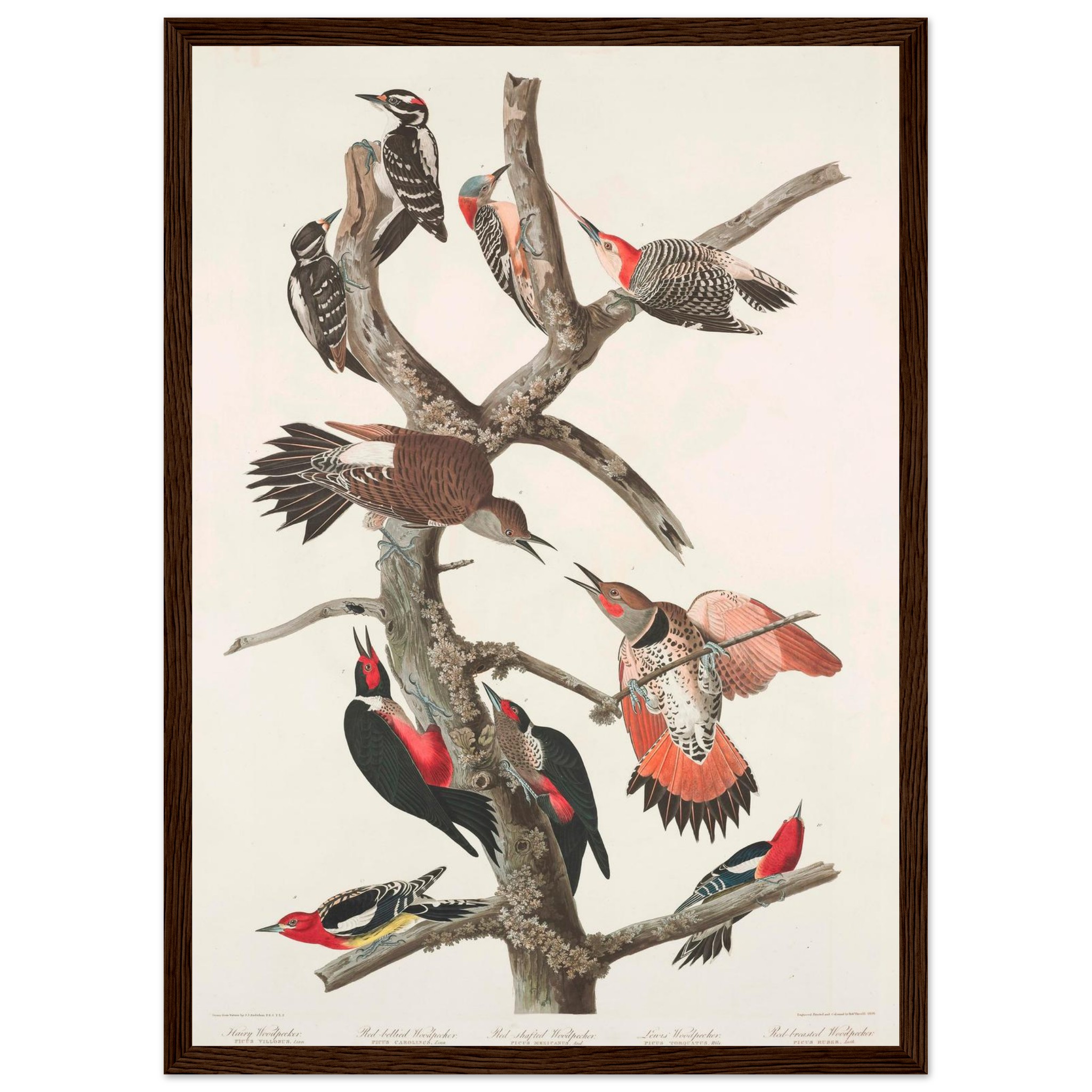 john-james-audubon-woodpecker-study-plate-416-framed-poster-0 John James Audubon - Woodpecker Study Plate 416 - Framed Poster - 0