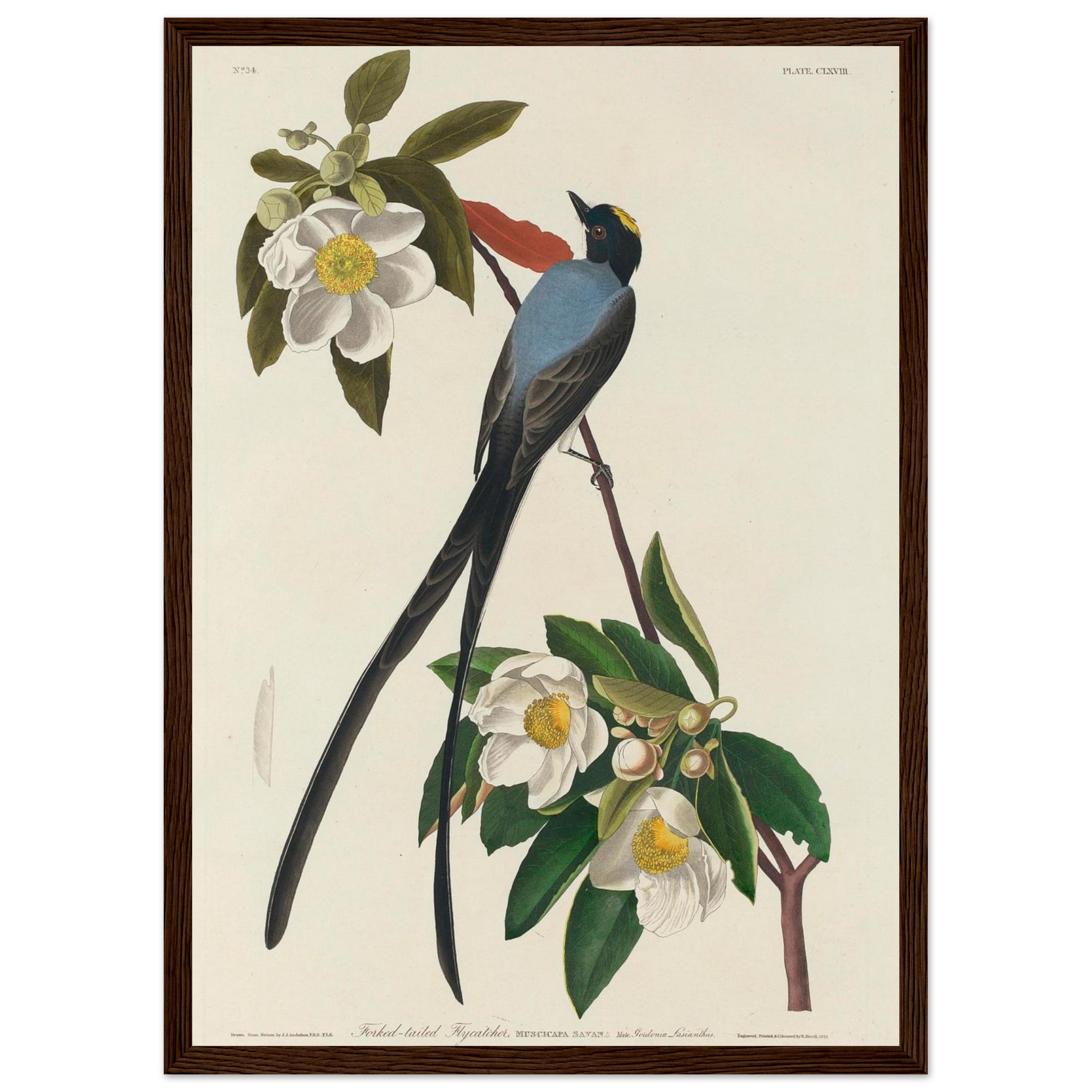 John James Audubon - Forked-tail Flycatcher - Framed Poster - 0