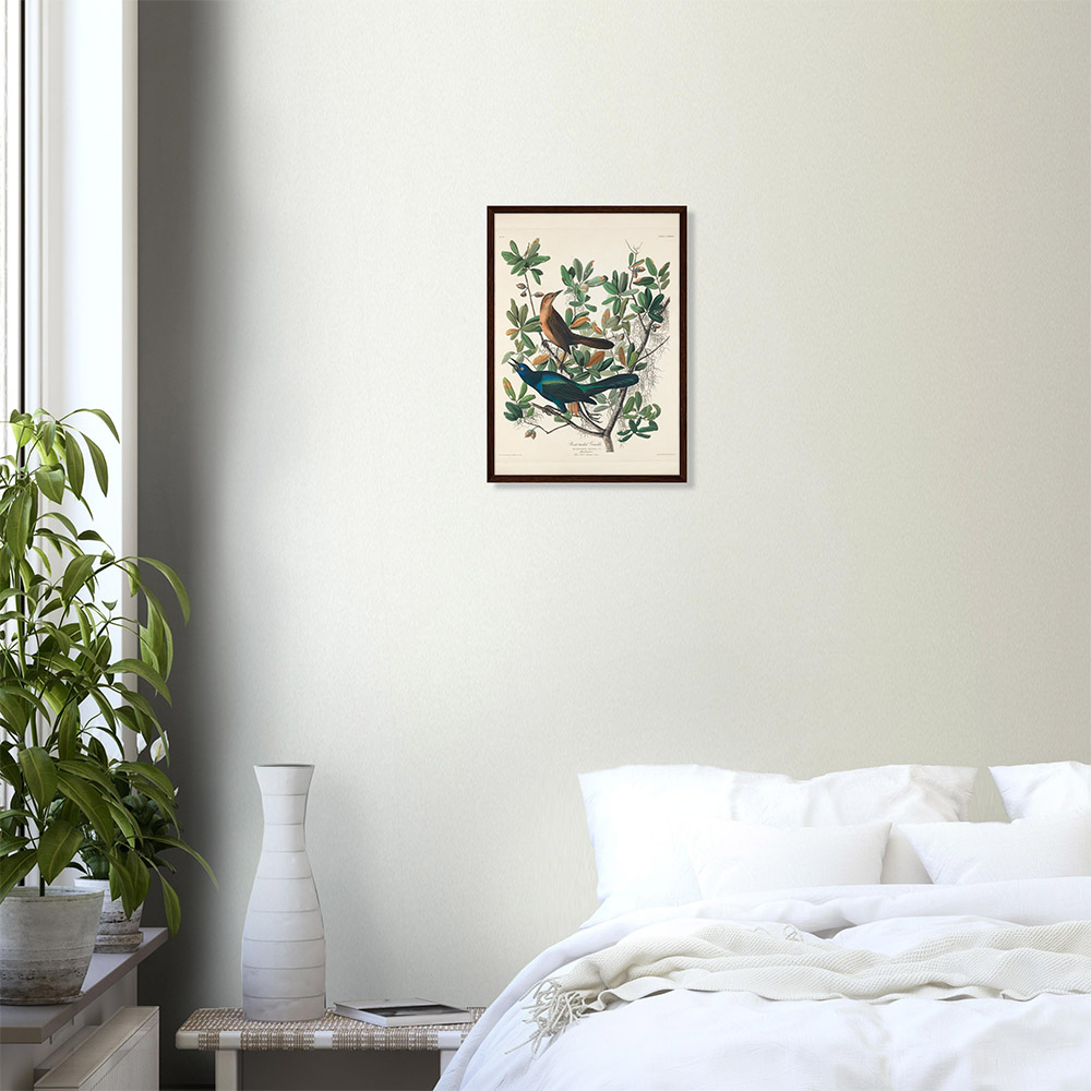 John James Audubon - Boat-tailed Grackle - -framed-poster-dark-wood-0