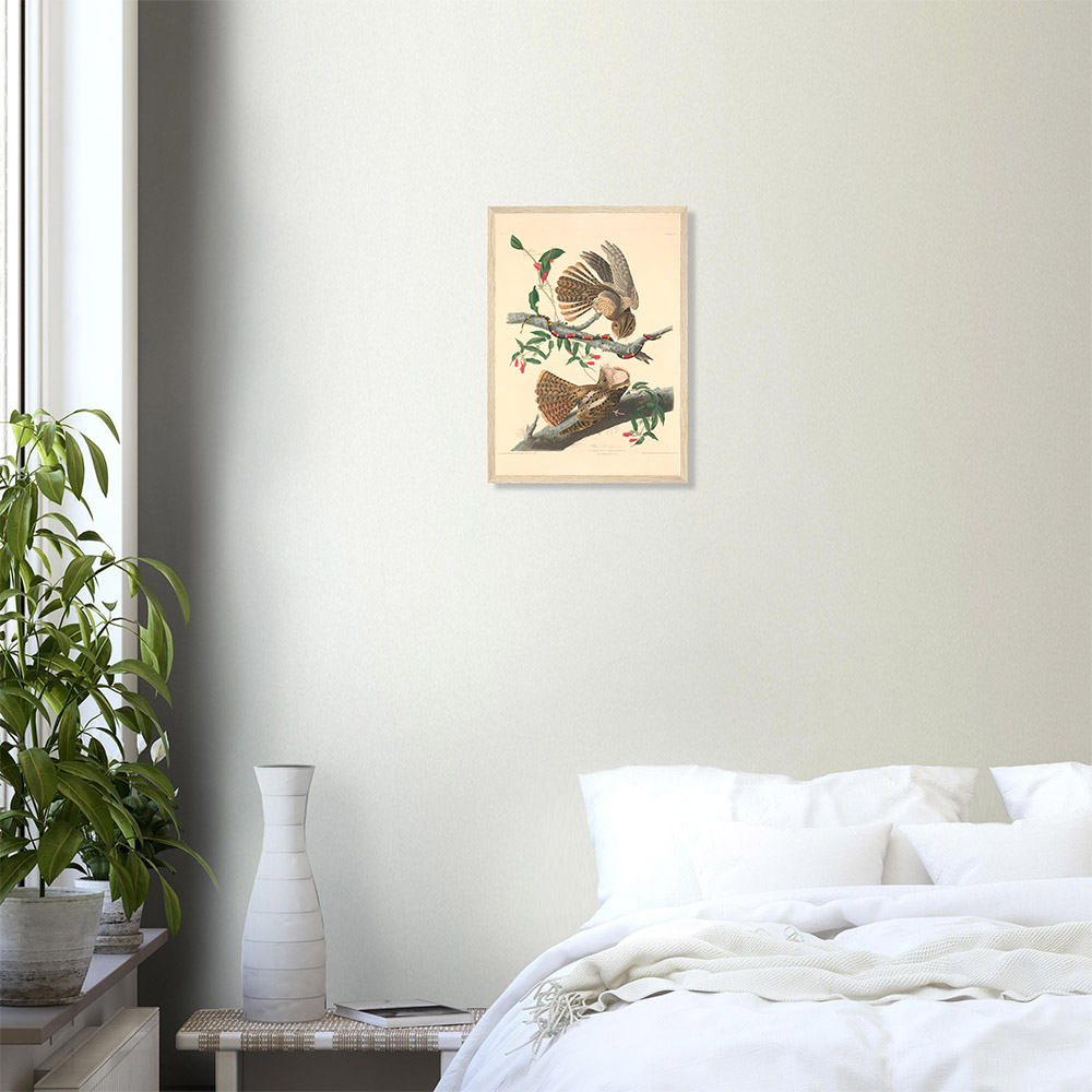 John James Audubon - Chuck Will's Widow - -framed-poster-wood-0