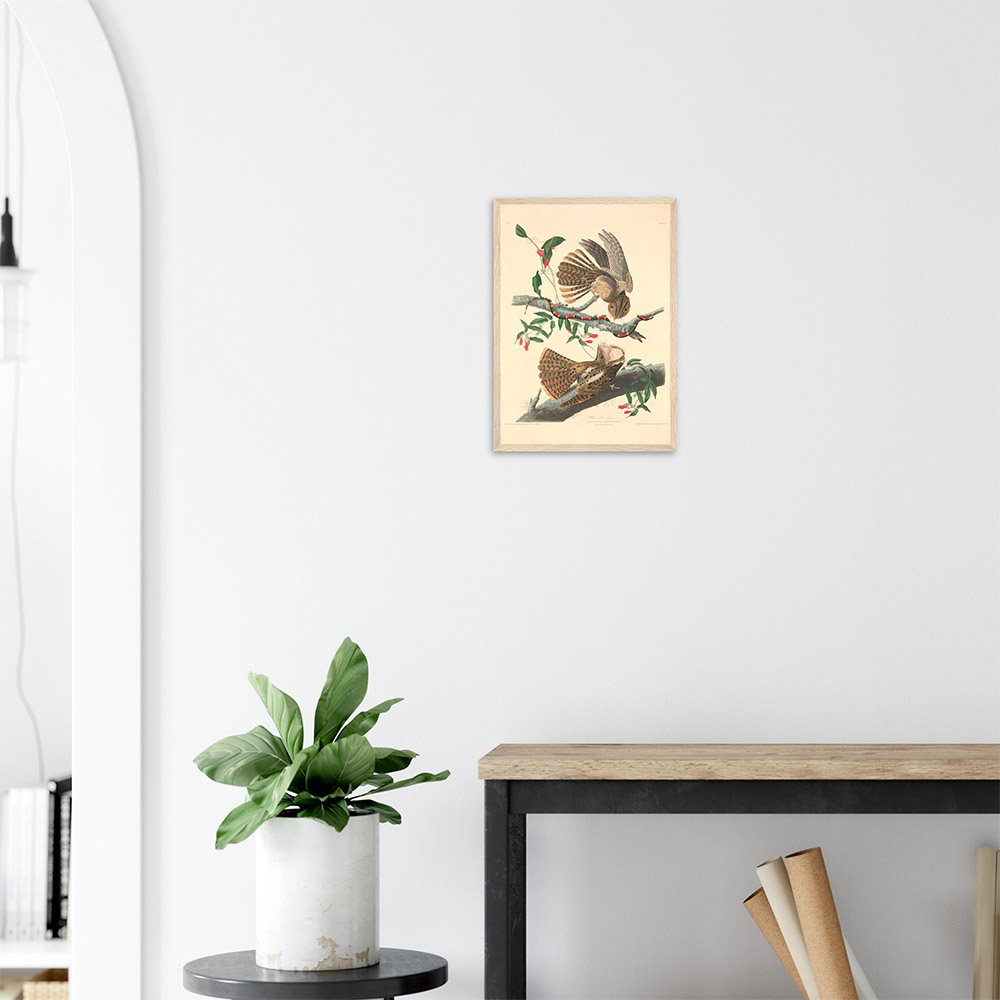 John James Audubon - Chuck Will's Widow - -framed-poster-wood-2