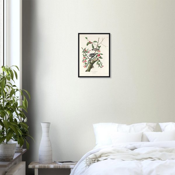 John James Audubon - Downy Woodpecker - -framed-poster-black-0