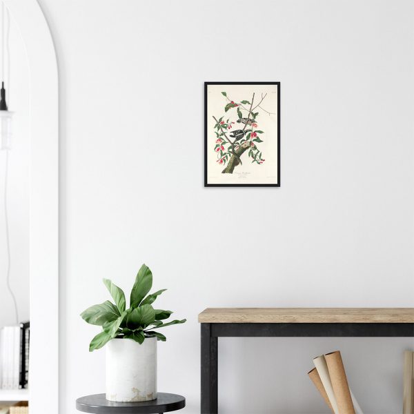 John James Audubon - Downy Woodpecker - -framed-poster-black-2