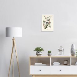 John James Audubon - Downy Woodpecker - -framed-poster-white-1