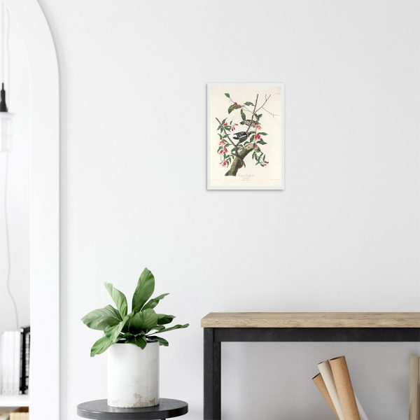 John James Audubon - Downy Woodpecker - -framed-poster-white-2