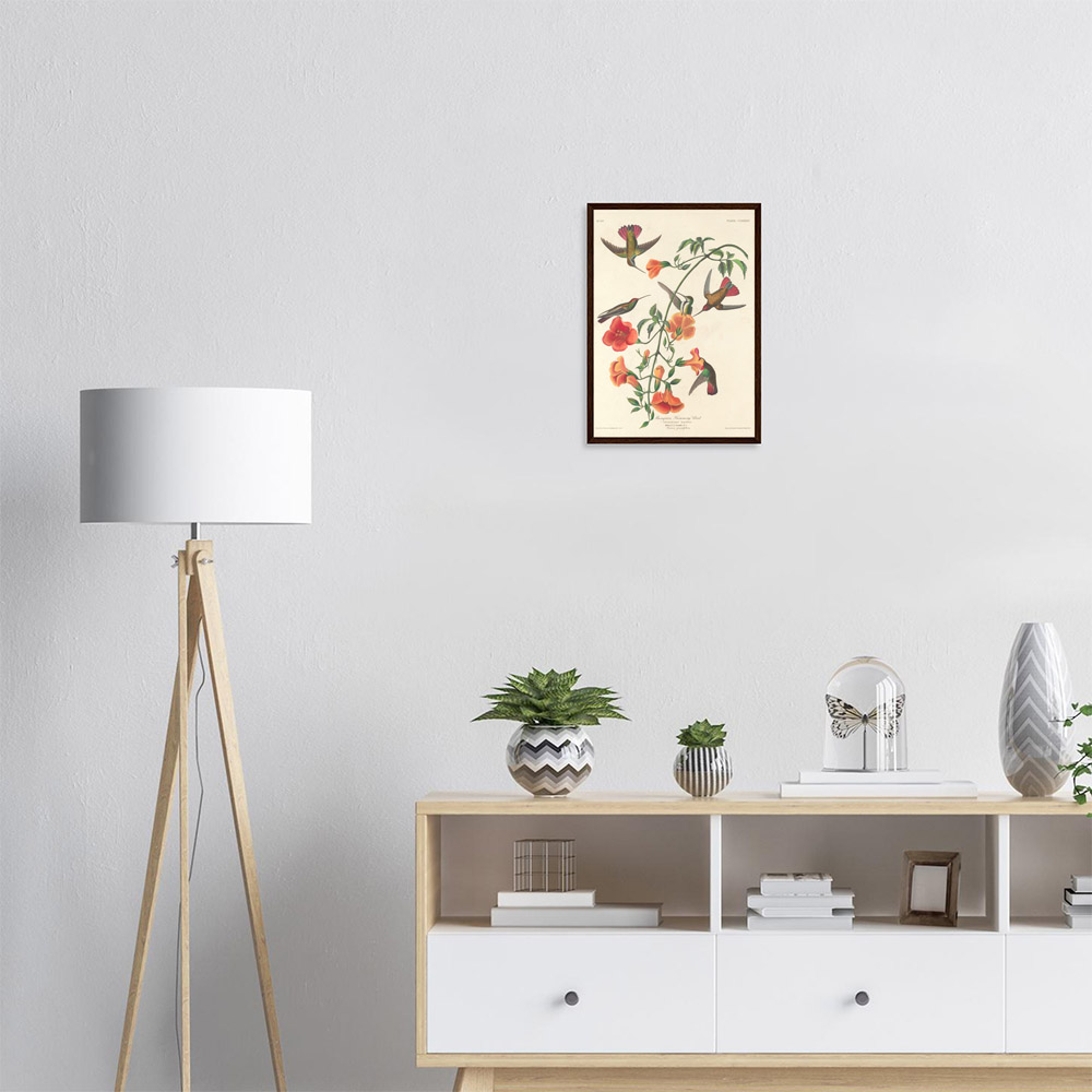 John James Audubon - Mangrove Humming Bird - -framed-poster-dark-wood-1