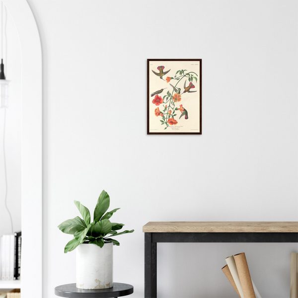 John James Audubon - Mangrove Humming Bird - -framed-poster-dark-wood-2