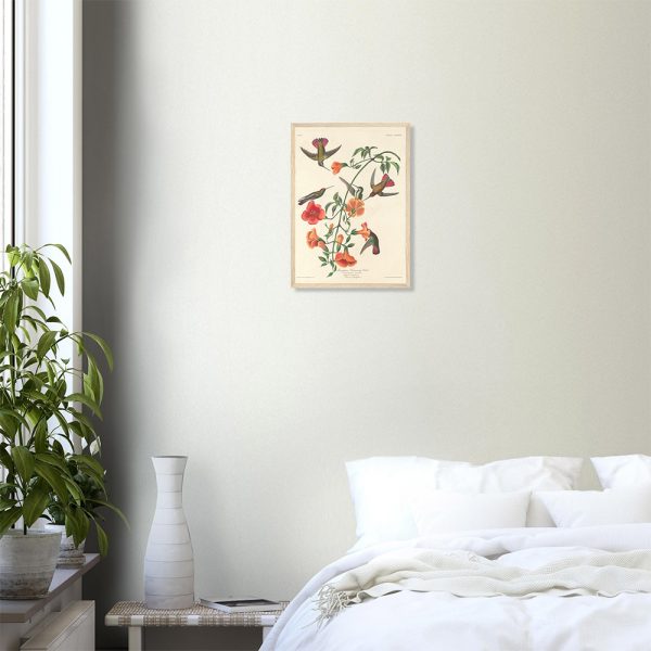 John James Audubon - Mangrove Humming Bird - -framed-poster-wood-0