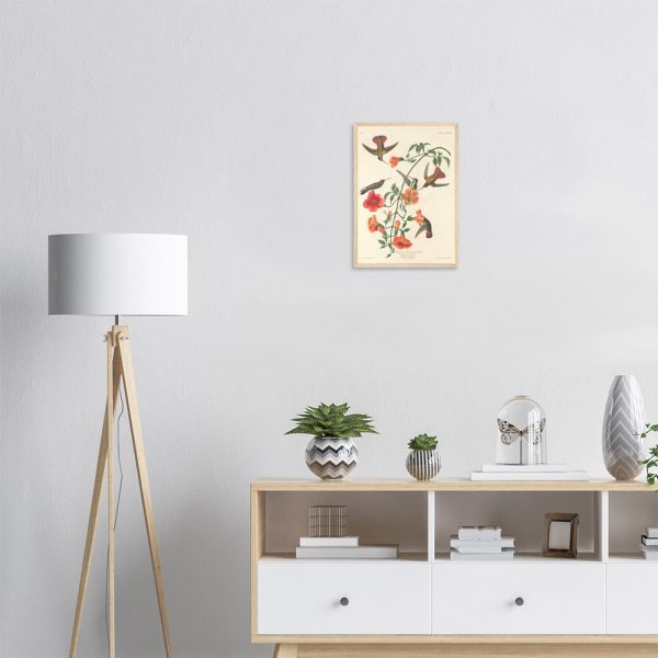 John James Audubon - Mangrove Humming Bird - -framed-poster-wood-1