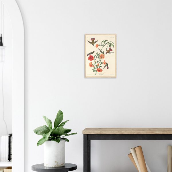 John James Audubon - Mangrove Humming Bird - -framed-poster-wood-2