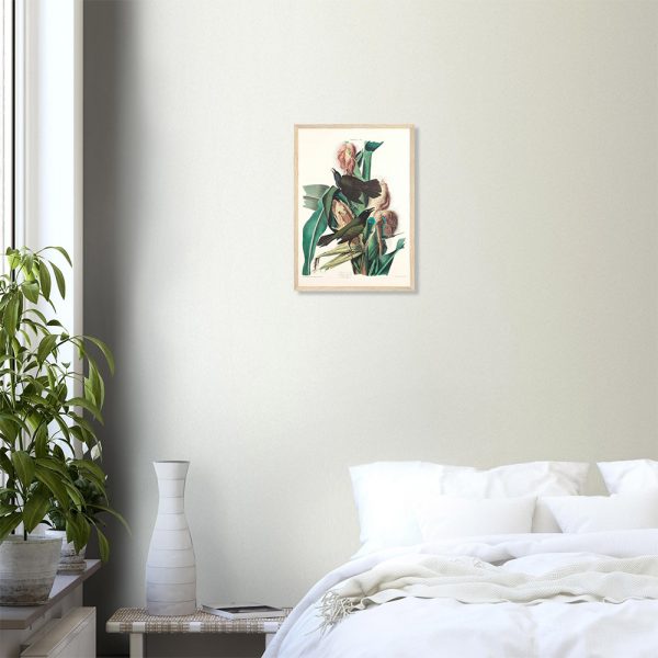 John James Audubon - Purple Grackle - -framed-poster-wood-0