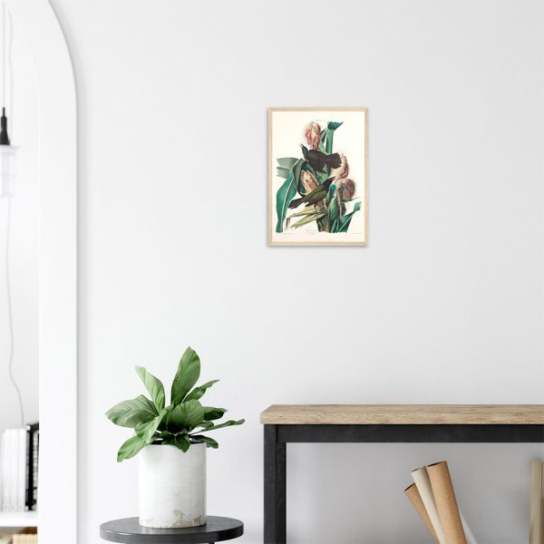 John James Audubon - Purple Grackle - -framed-poster-wood-2