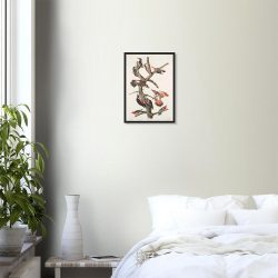 John James Audubon - Woodpecker Study Plate 416 - -framed-poster-black-0
