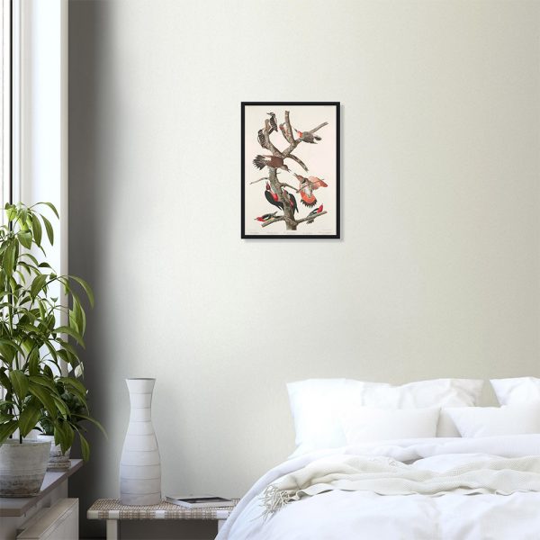 John James Audubon - Woodpecker Study Plate 416 - -framed-poster-black-0