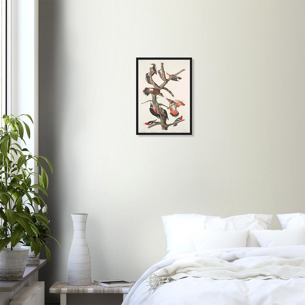 john-james-audubon-woodpecker-study-plate-416-framed-poster-black-0 John James Audubon - Woodpecker Study Plate 416 - -framed-poster-black-0