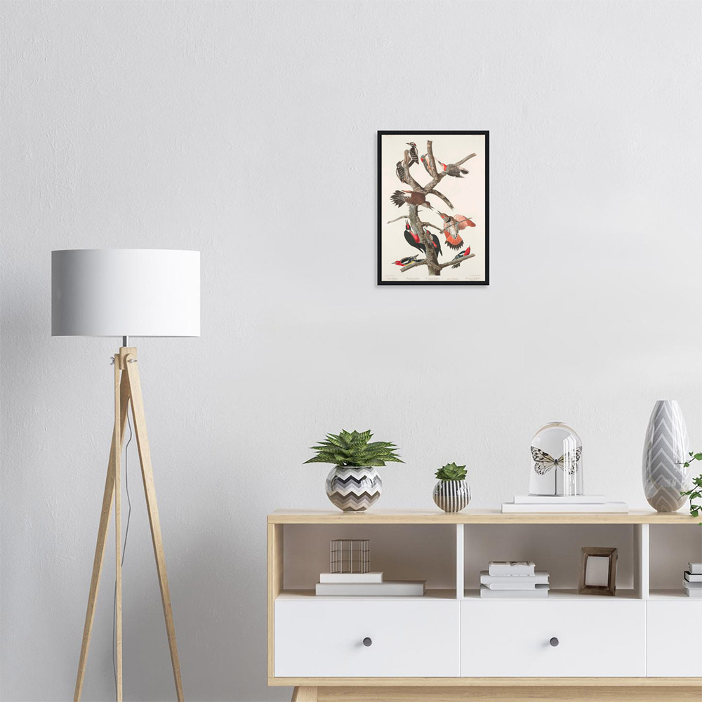 john-james-audubon-woodpecker-study-plate-416-framed-poster-black-1 John James Audubon - Woodpecker Study Plate 416 - -framed-poster-black-1