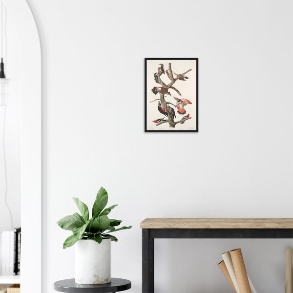 John James Audubon - Woodpecker Study Plate 416 - -framed-poster-black-2