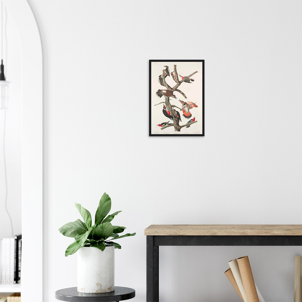 john-james-audubon-woodpecker-study-plate-416-framed-poster-black-2 John James Audubon - Woodpecker Study Plate 416 - -framed-poster-black-2